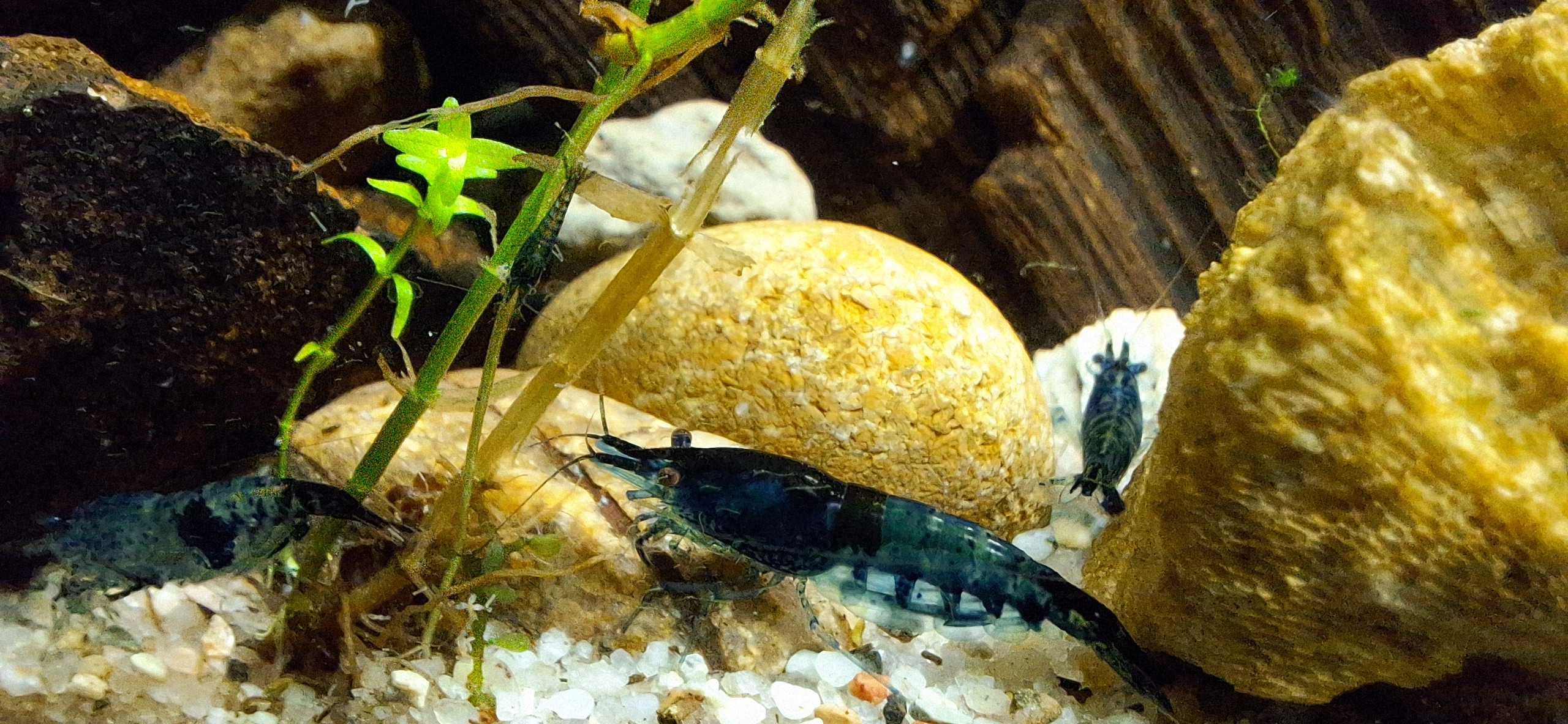 Krewetki miniaturowe Blue Velvet Neocaridina