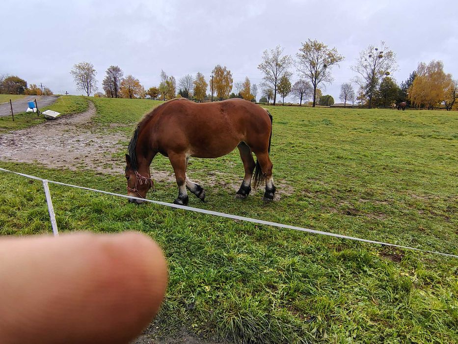 Sprzedam klacz źrebna