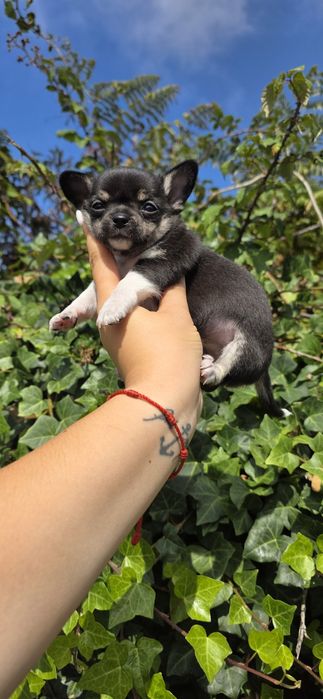 Chihuahua Fêmea Pêlo Curto