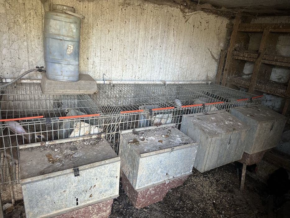 Coelheiras para coelhos ou outros animais