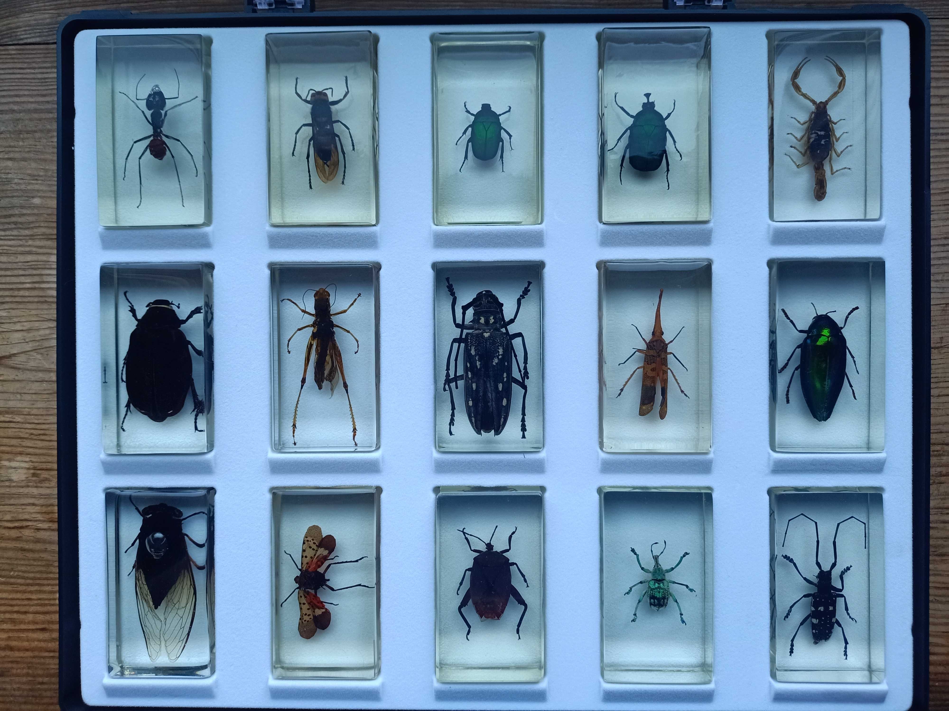 Owady, pajęczaki i inne robaki 86 okazów