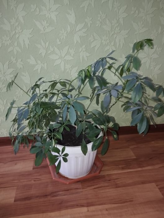 Шифлера, кімнатна рослина