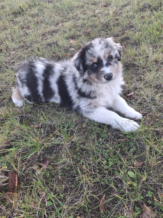 Owczarek australijski (Aussi) suczka