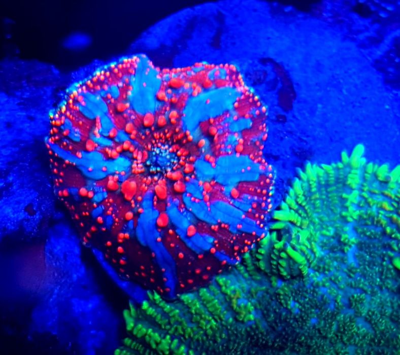 Discosoma Interstellar Wagon Wheel . Koralowiec premium. LPS .Akwarium