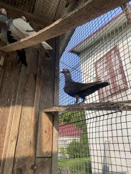 Декоративні кури