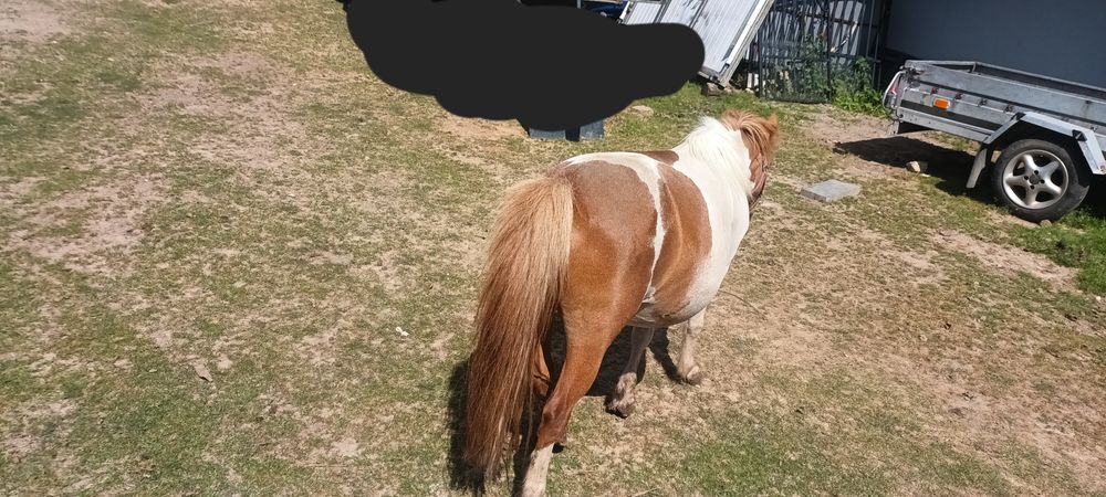 Kucyk kucyki klacz z źrebakiem