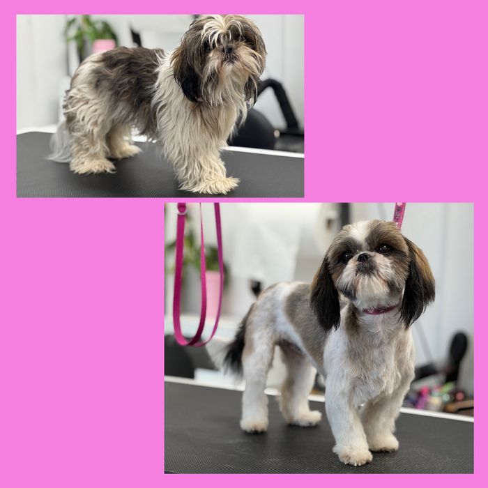 Psi Fryzjer z Doświadczeniem - Pielęgnacja z Miłością