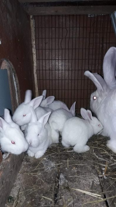 Продам кроленят білий велетень