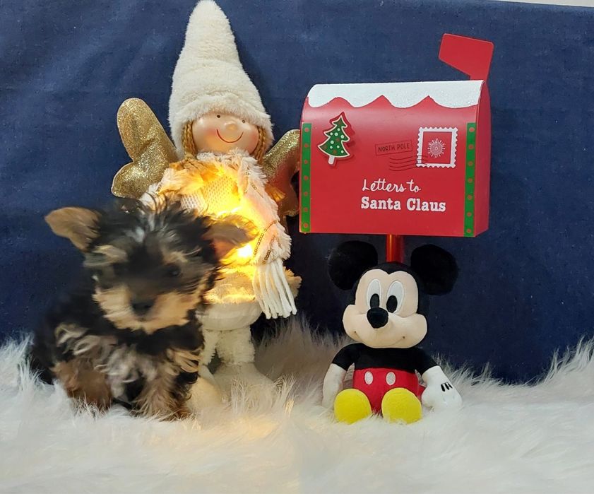 Yorkshire Terrier bebé