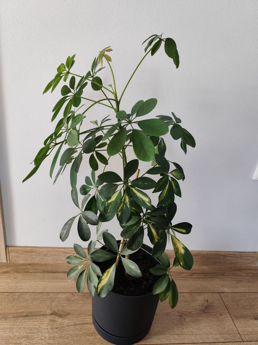 Szeflera drzewkowata