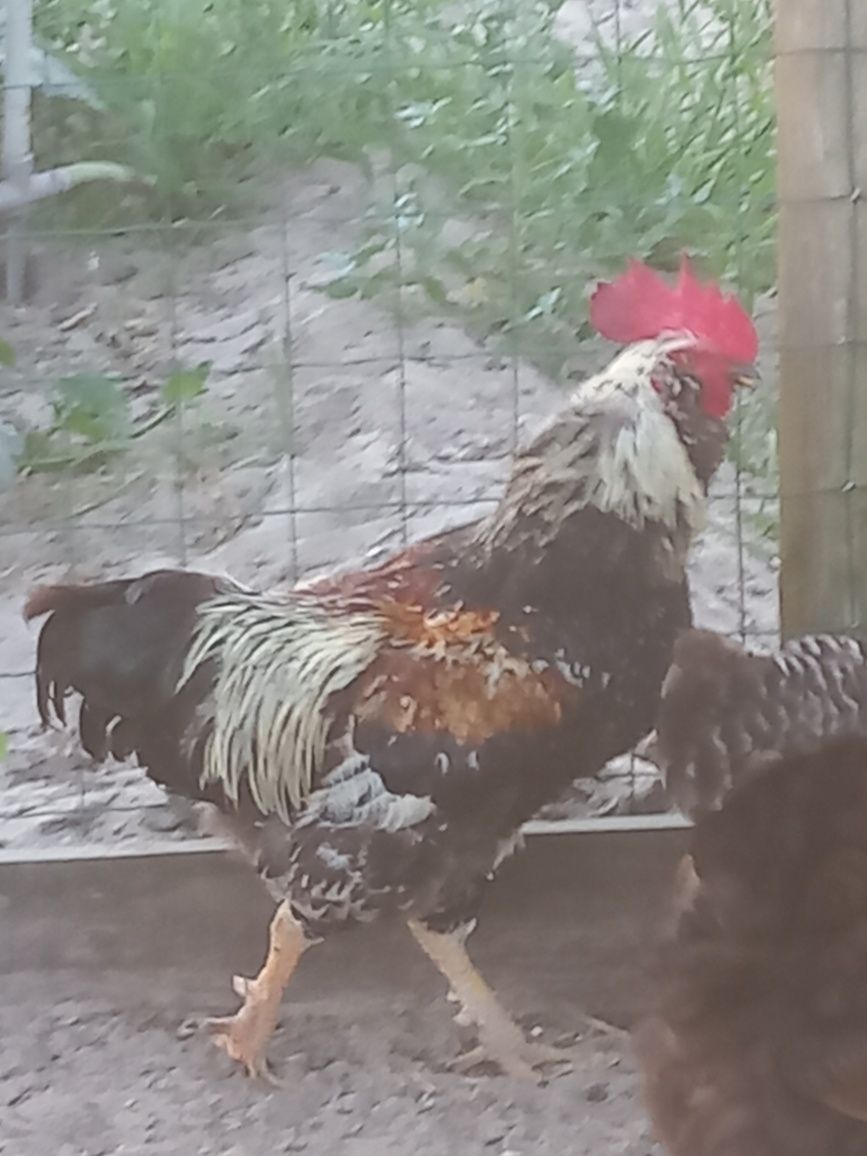 Vendo quatro galos