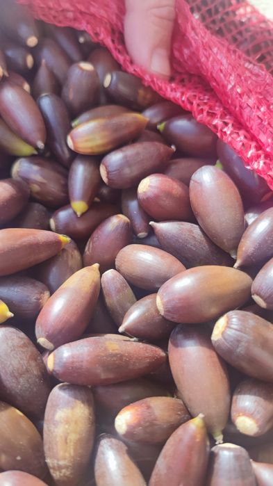 Bolotas docinhas azinheira