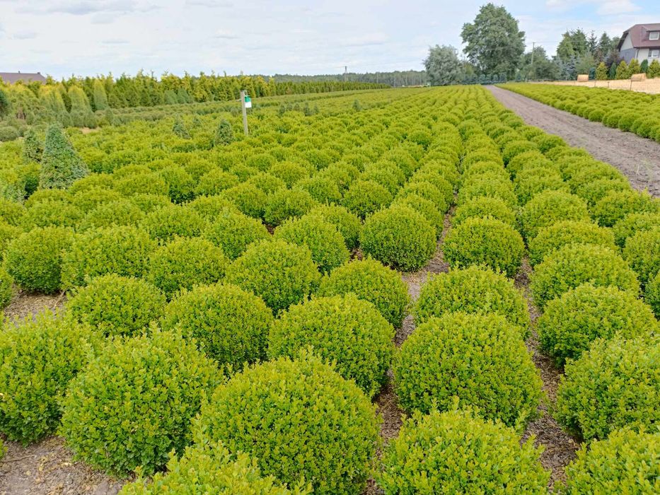 Bukszpan kula średnica 60, 70 oraz 80cm.