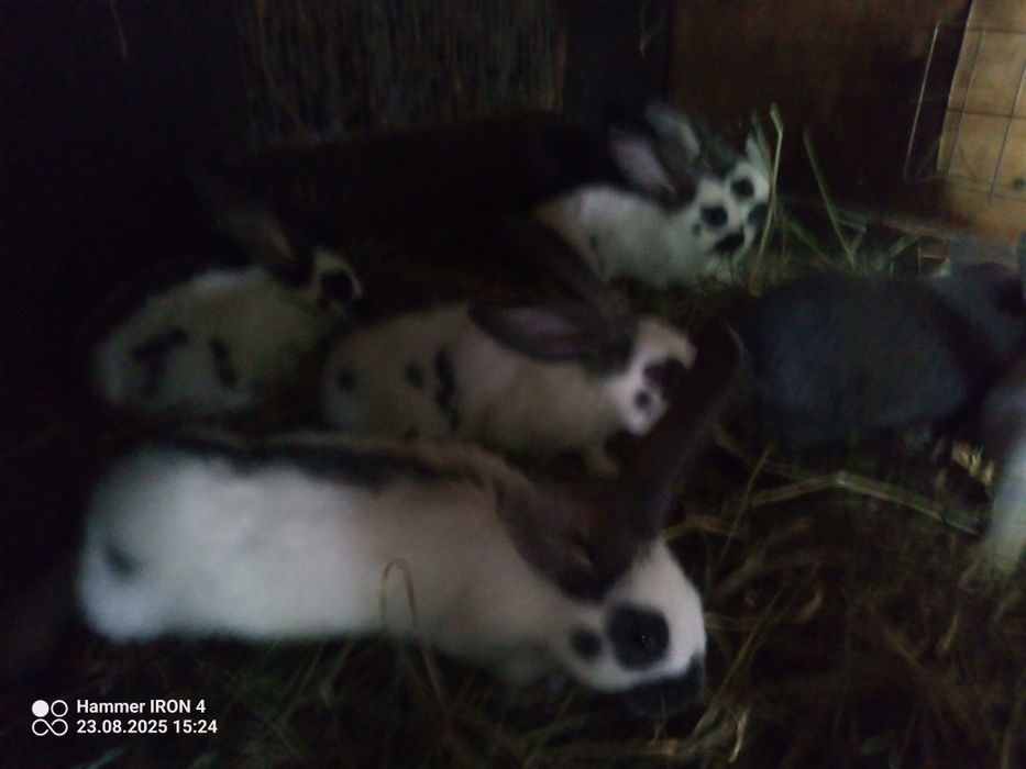 Króliki olbrzym srokacz