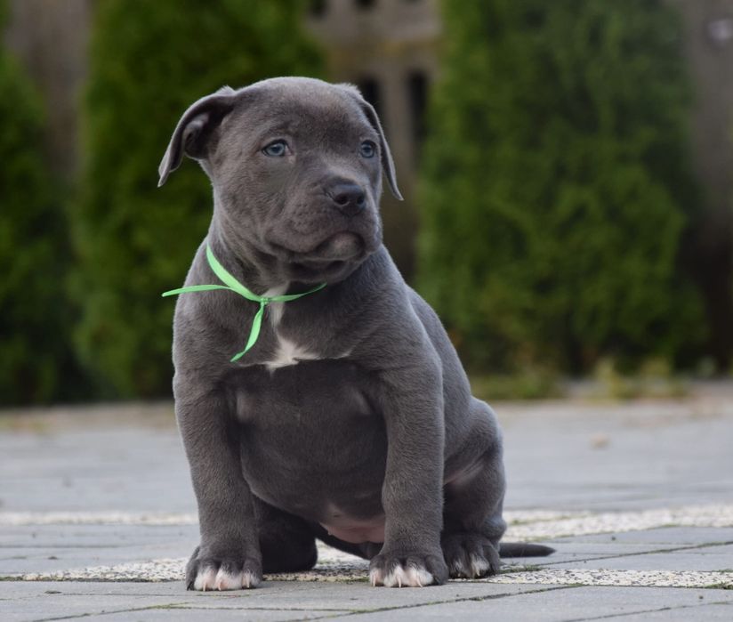 Suczka Amstaff do odbioru