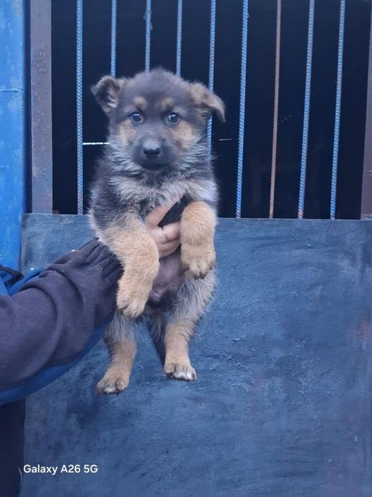 Німецька овчарка, цуценя, щенки. Вівчарка