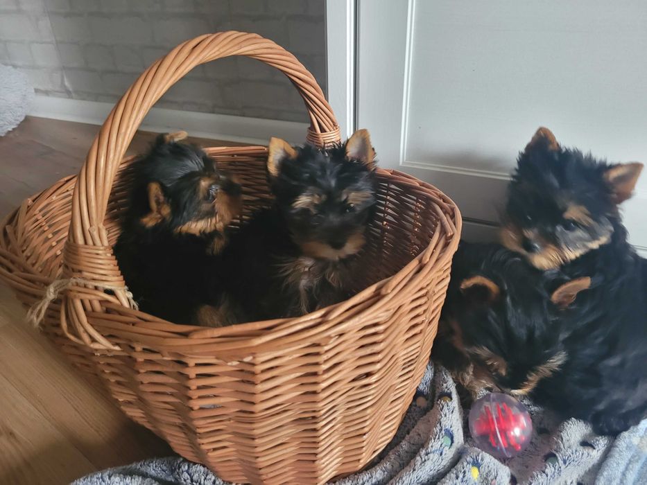 York suczka mini Warszawa yorki