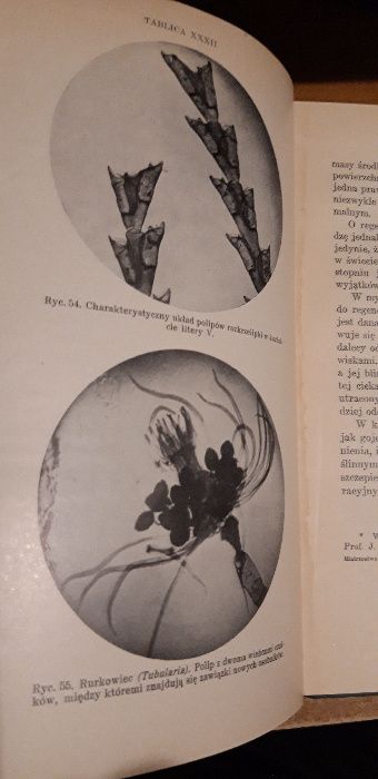 Mistrzostwo Natury -Dr M. Wit- Nakładem "MATHESIS POLSKIEJ" 1936 cudo