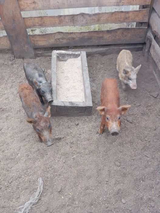 Поросята,свині дюрок мангалица