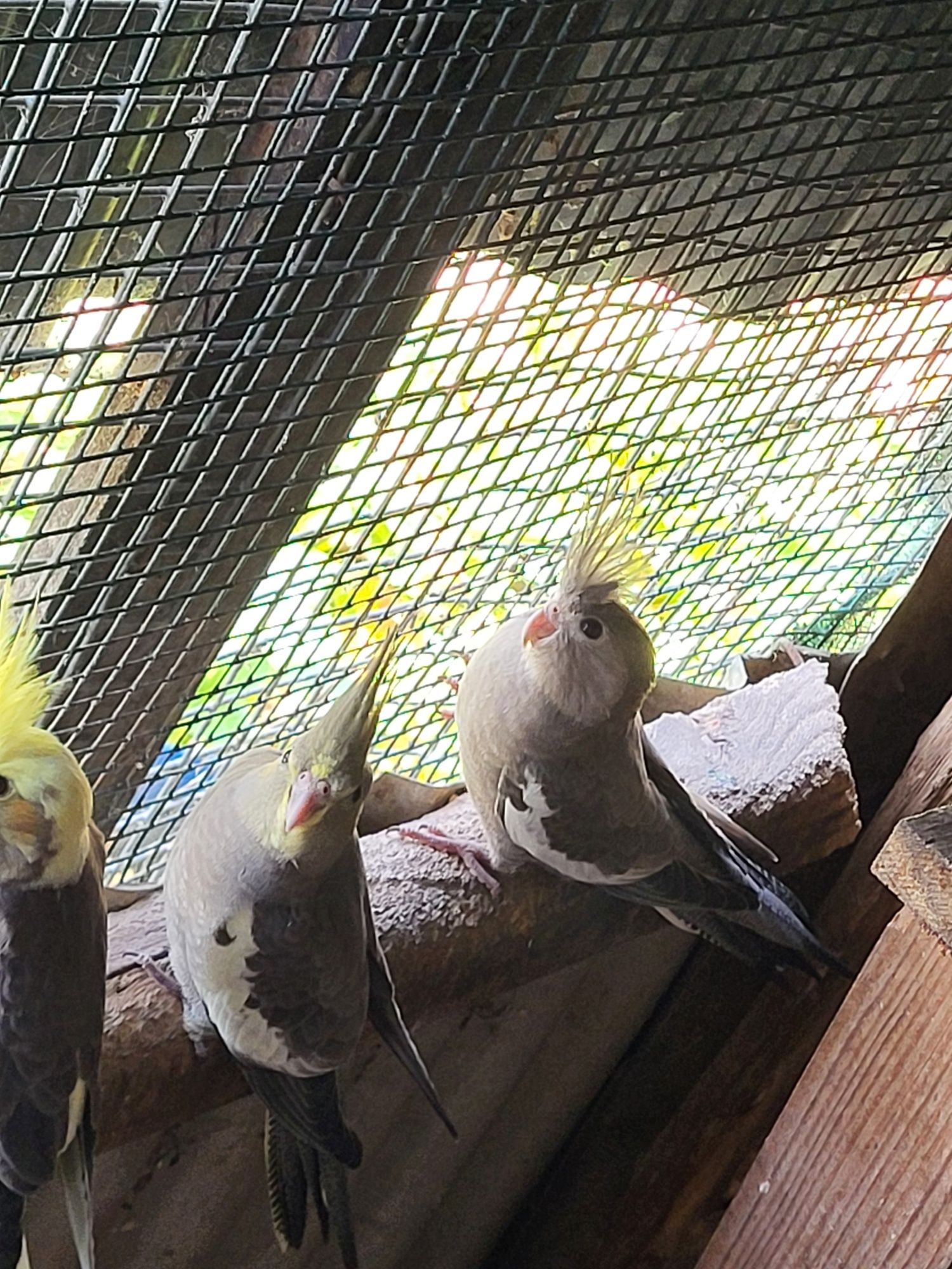 Caturras e kakarikis