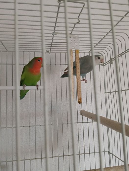 Casal agapornis reprodutor