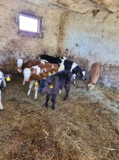 Byczki i Jałóweczki mięsne Polskie