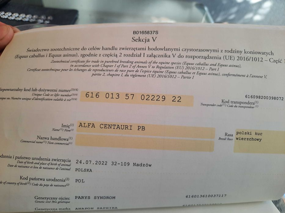 Klacz walijska 3 lata