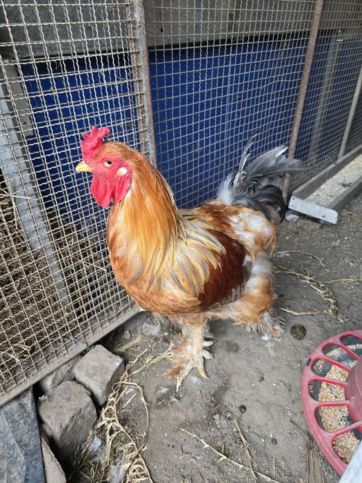 Galo Brahma com 1 ano