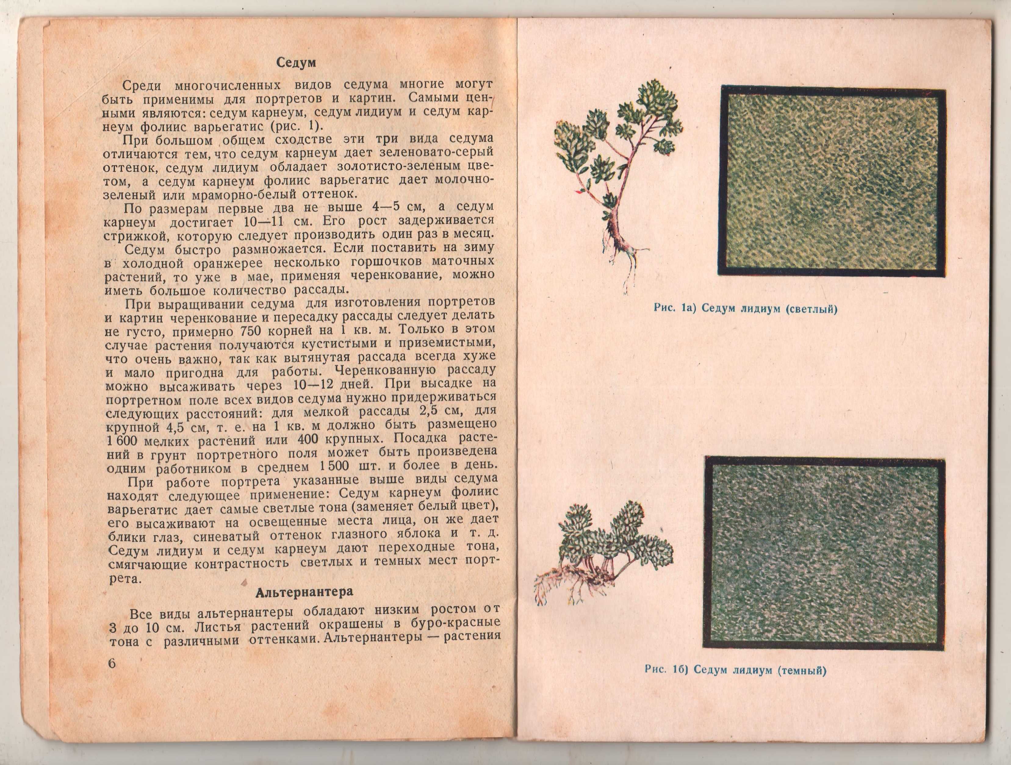 Новый способ изготовления портретов и картин из растений. 1937 г.