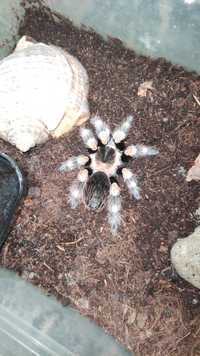 Птицеед Brahypelma smithi