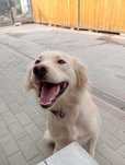 Fredi w typie Golden retriever szuka domku