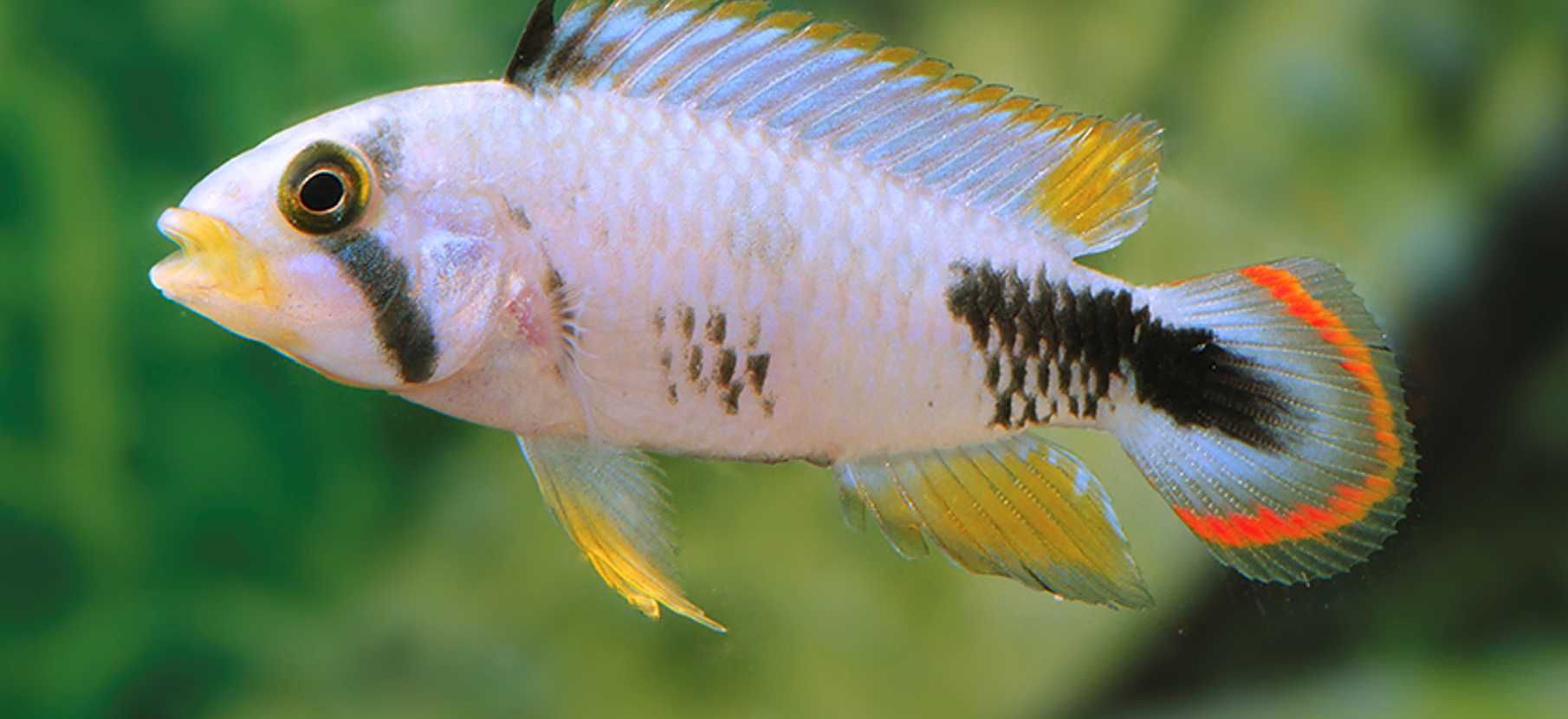 Pielęgniczka panduro - Apistogramma panduro - dowozimy, wysyłamy