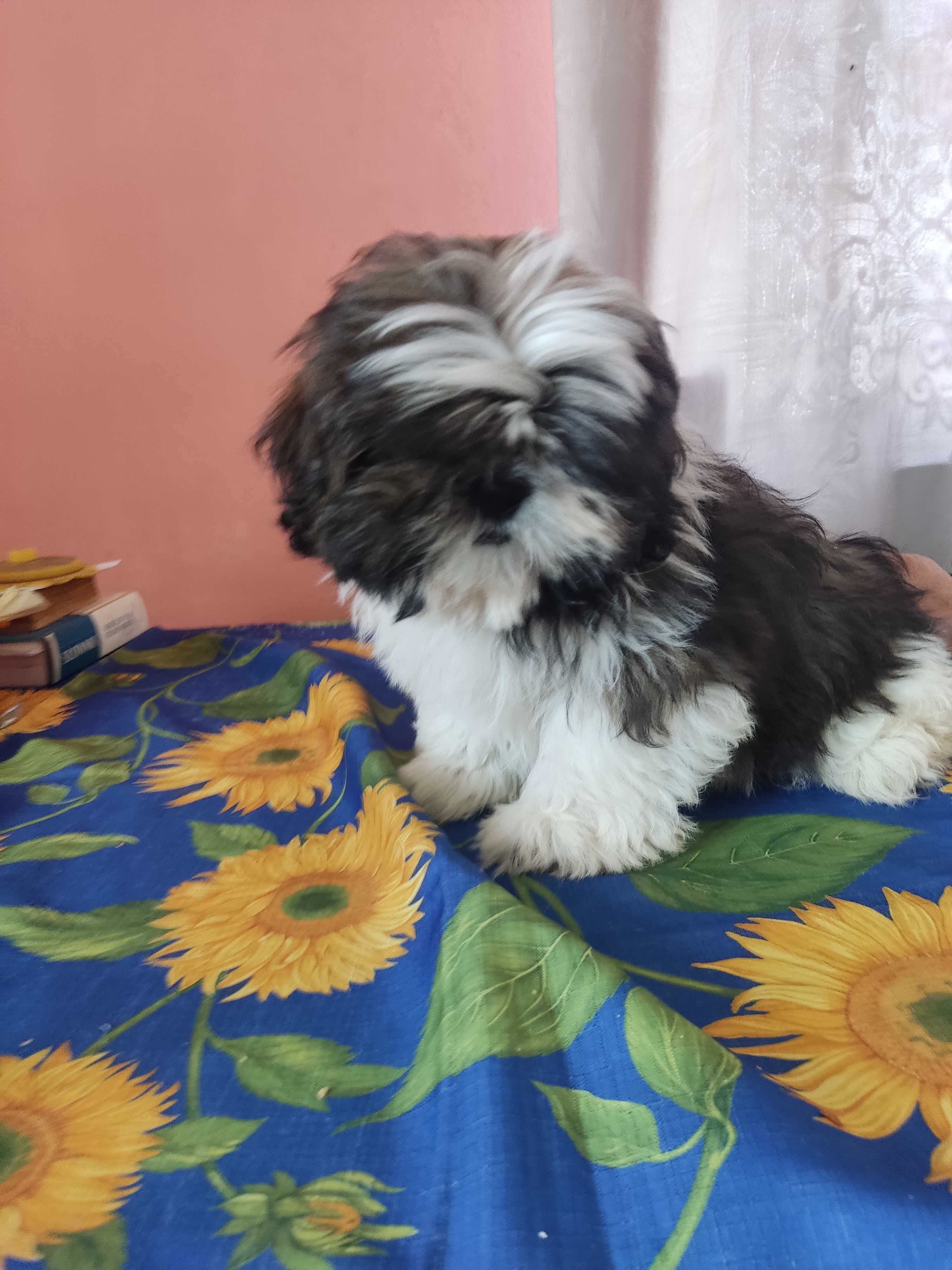 Piękny piesek shih tzu