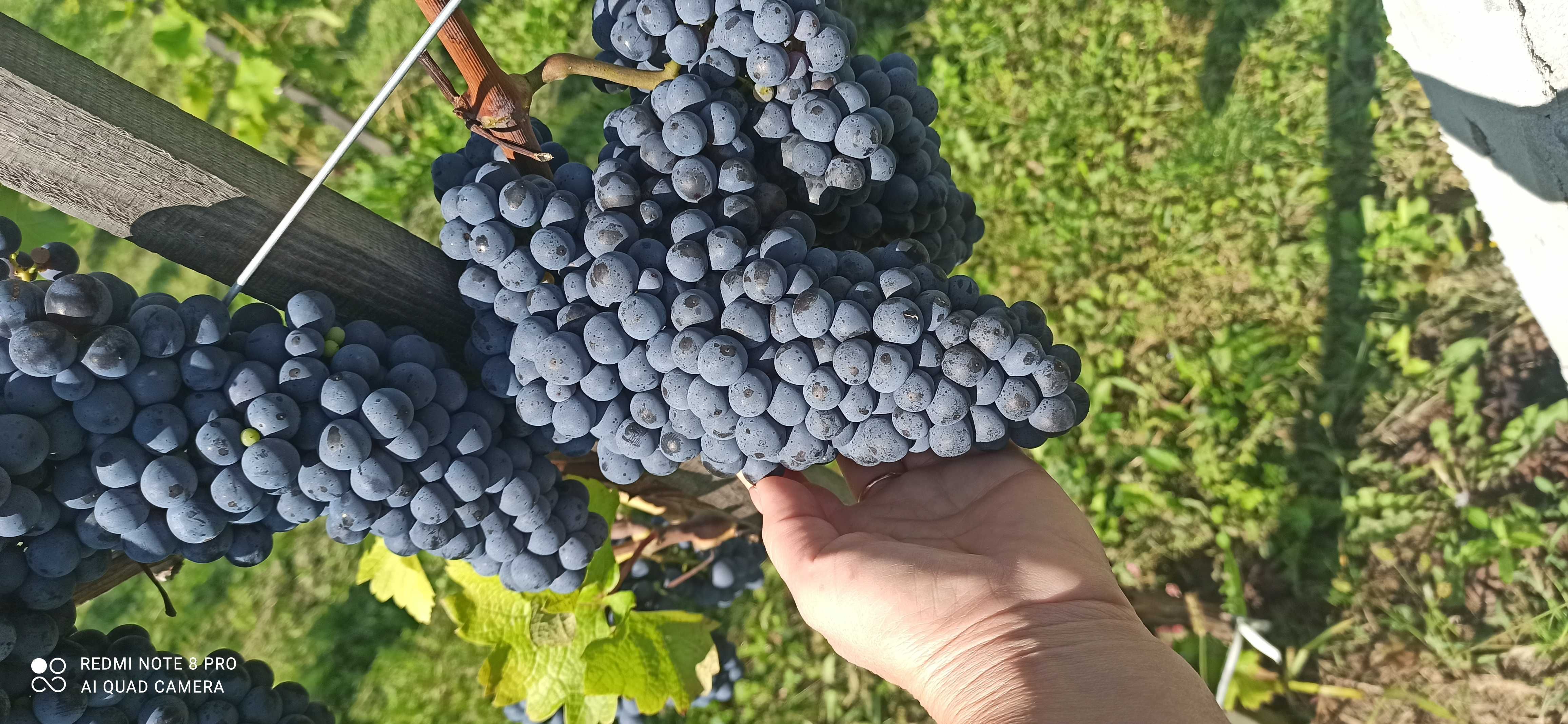 Sadzonki winorośli  winogrona Leon Milot