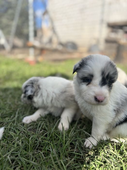 Border collie - piesek