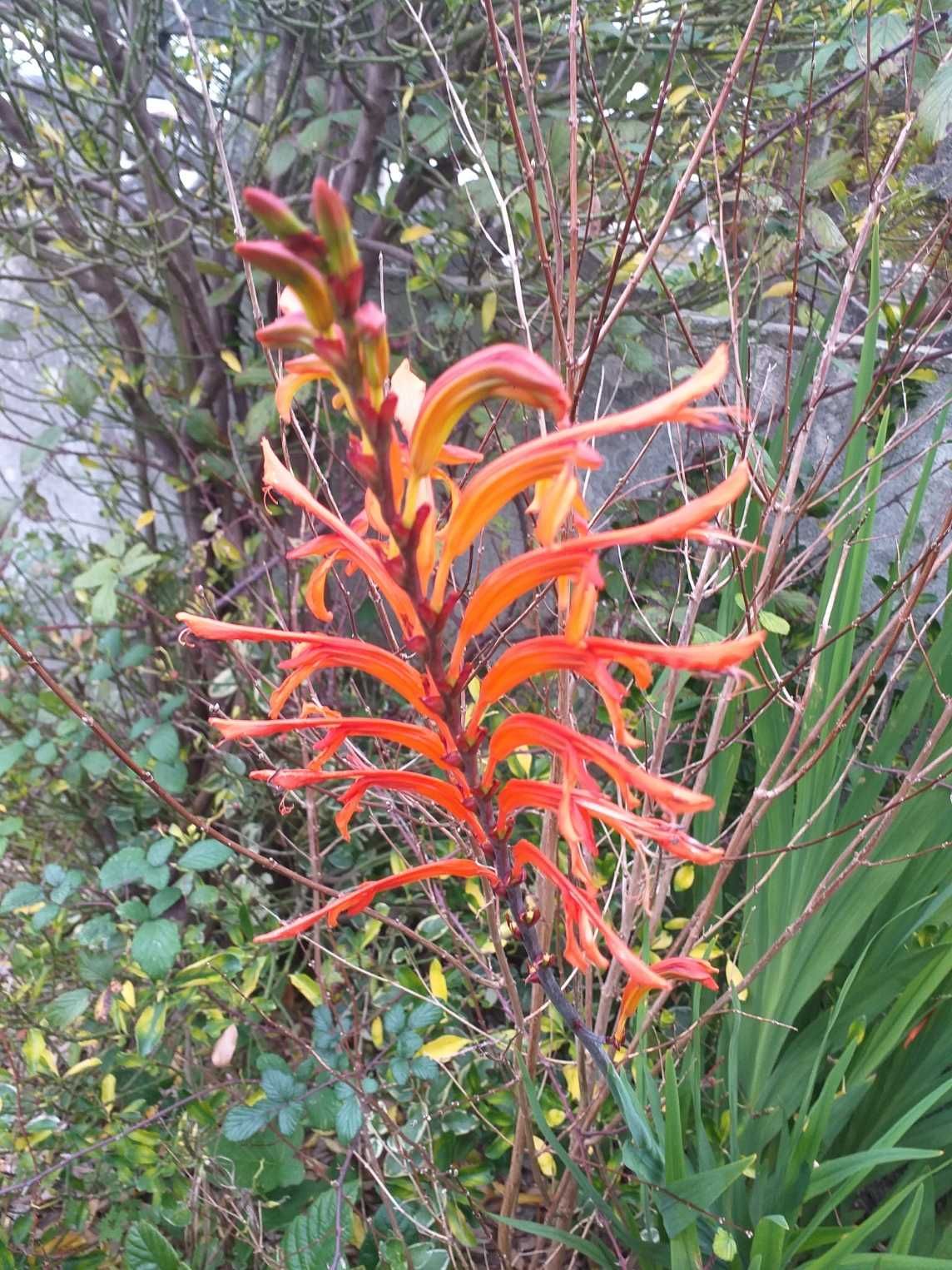 Chasmanthe floribunda ou Lirio cobra