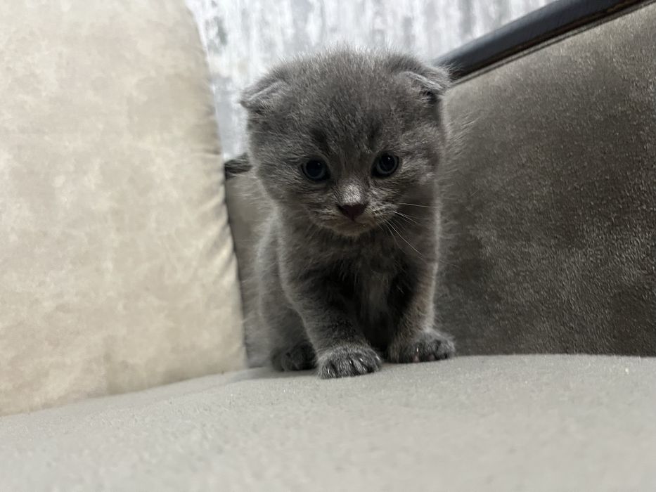 Весловушки шукають родину