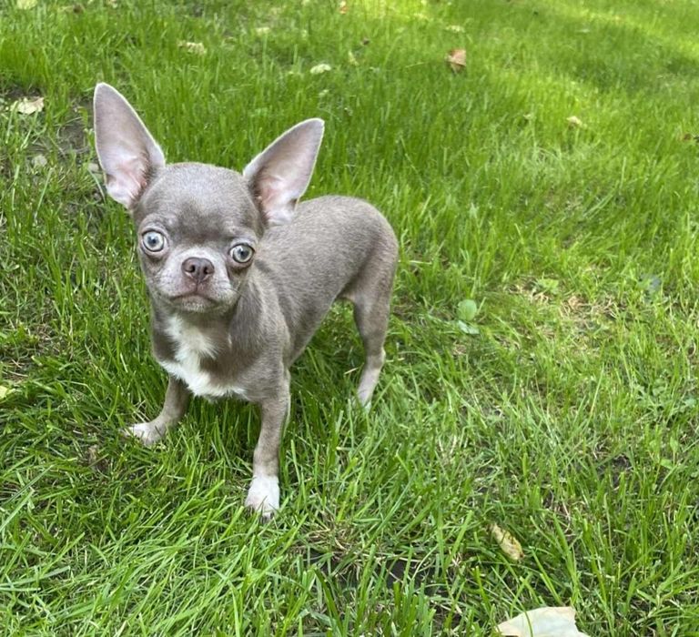 **TIMON**CUDNY liliowo srebrny chłopczyk chihuahua dla konesera rasy**