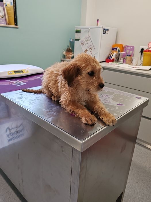 Dou cachorros porte médio