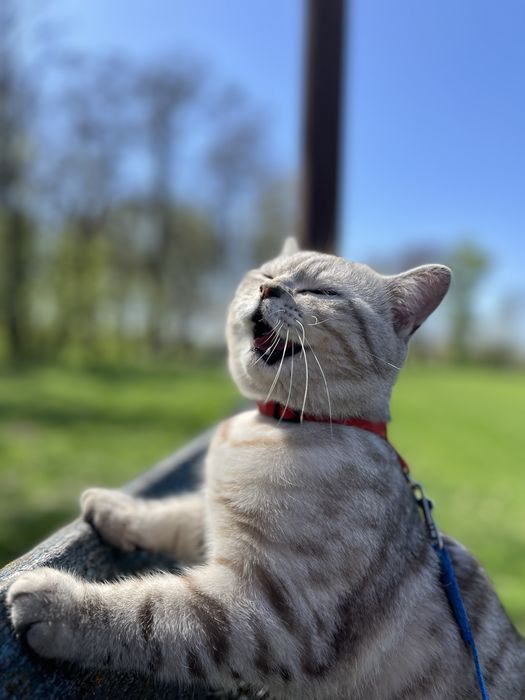 Вязка!!!Шотландская Серебристая шиншила мальчик Вязка