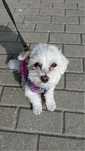 Maltipoo Pusio na kolanka
