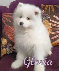 Samoyed / Samojed szczenięta ZKwP FCI - Suczka Gloria