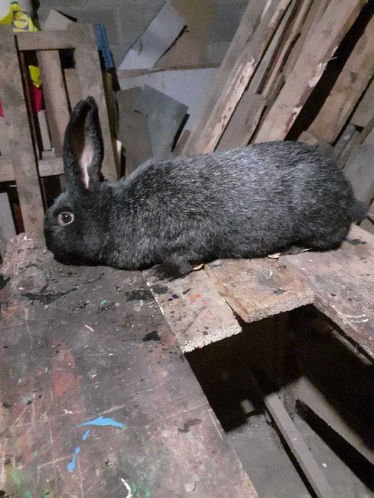 Продам кролі п. срібло, самки та самці різного віку ,10,11 місяців.