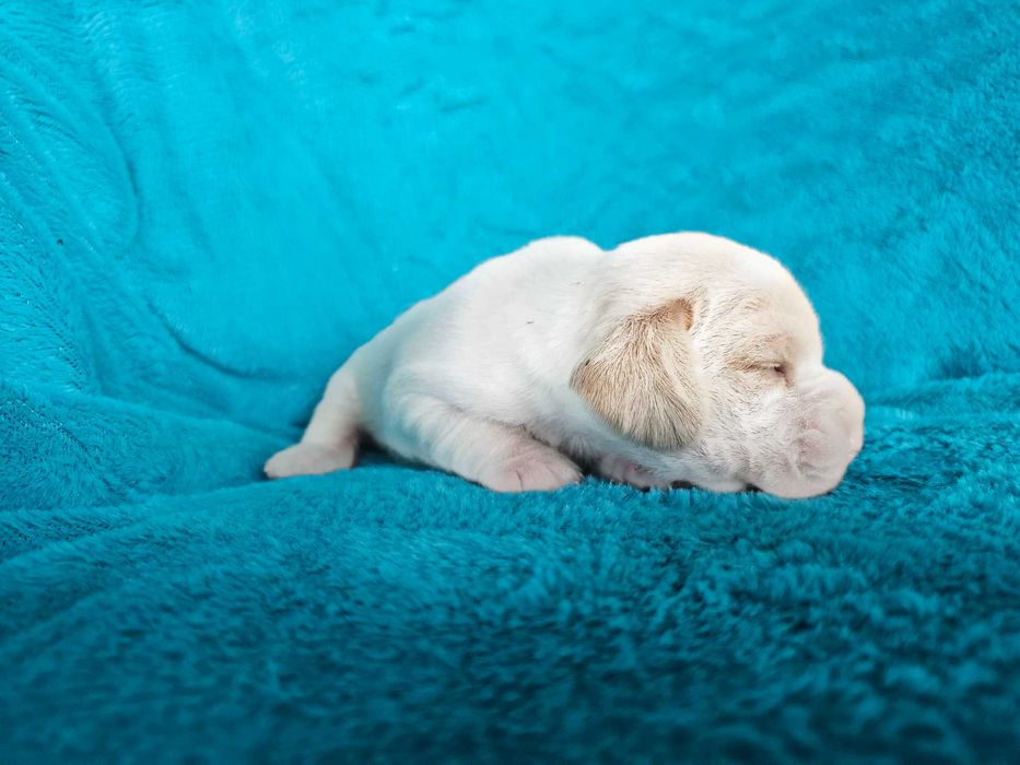 BEAGLE- bicolor , po champ. śliczne,ZKwP,mniejsze