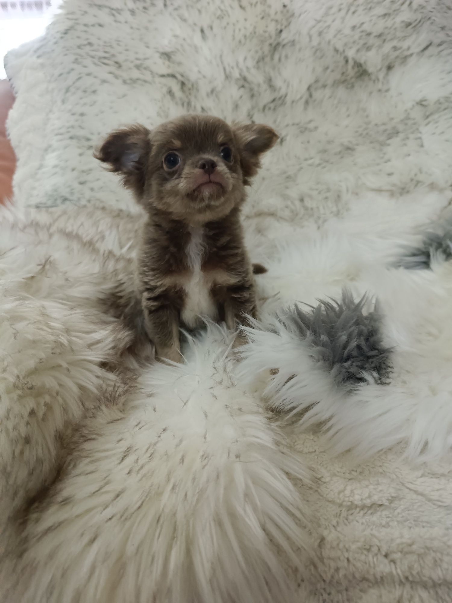 *** Gotowy Do Odbioru *** Śliczny Liliowy Chłopczyk Chihuahua ***