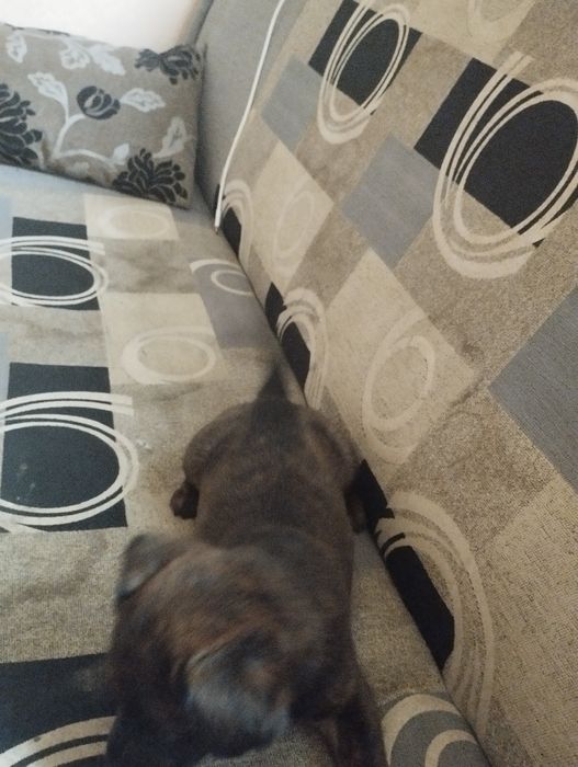 Oddam w dobre ręce pieska