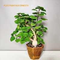 Суккулент Плектрантус - Plectranthus Ernestii caudex запашне листя