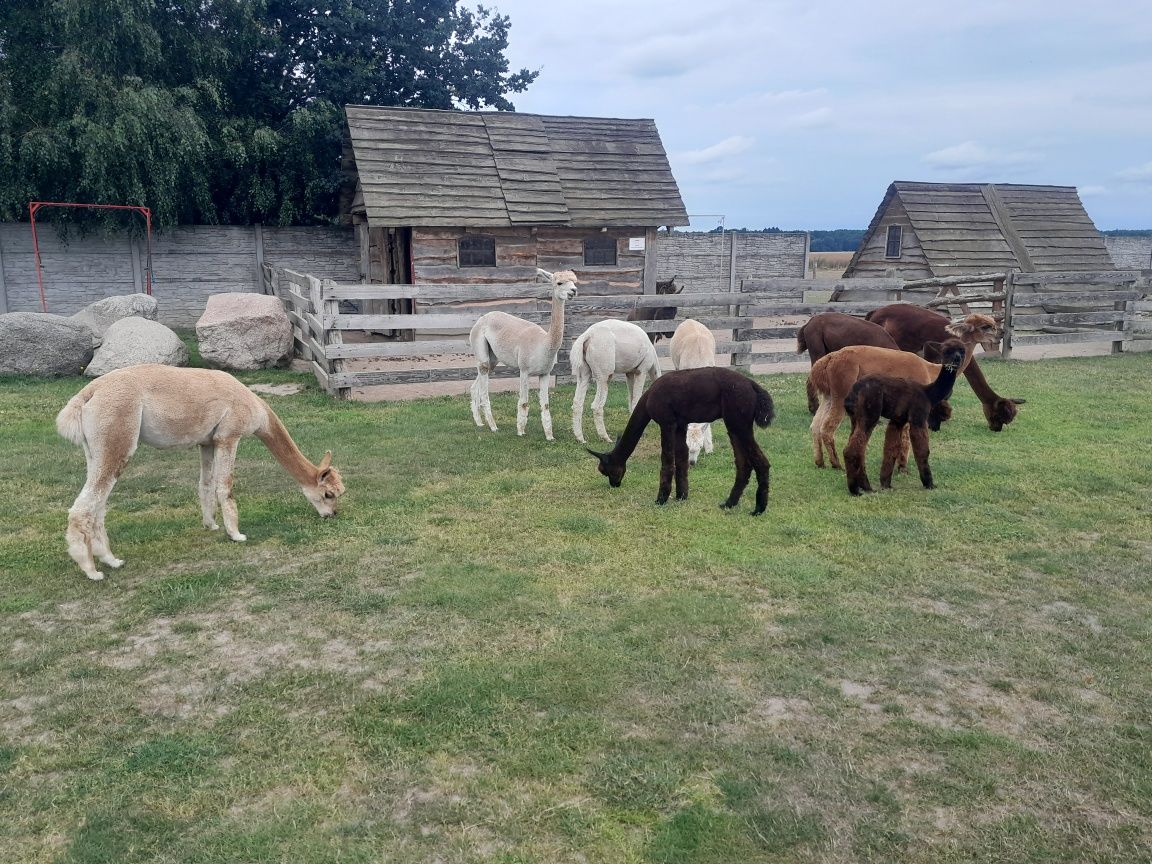 Alpaki , alpaka. Zamienię na kozy anglonubijskie alpejskie