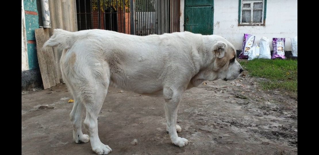 Вязка кобель САО