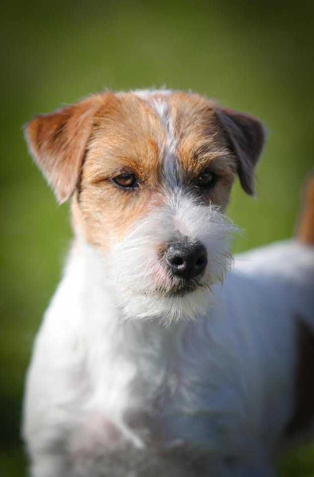 Jack Russell Terrier ZKwP FCI suczka po CH.PL rezerwacja